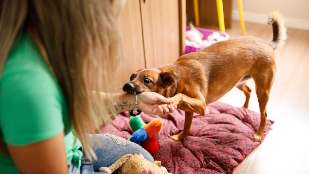 Dog biting owner's hand